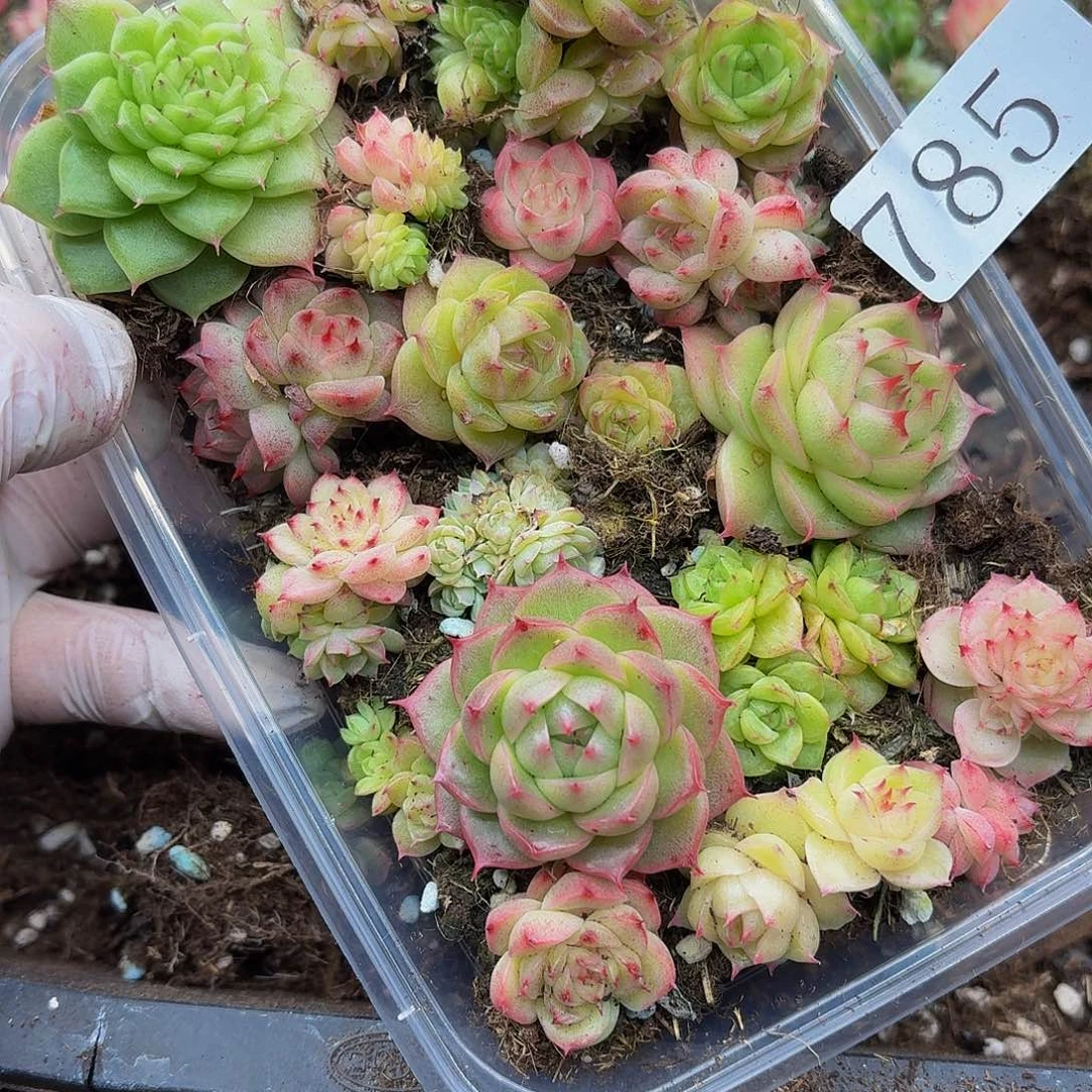 多肉植物多肉植物785