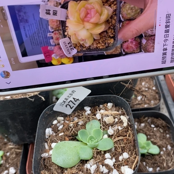 标274斜阳一个多肉量拍