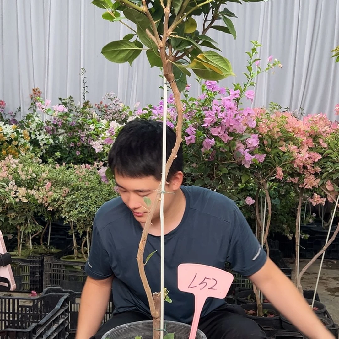 爱***悔当前无花栽培后可以开花L52变色龙