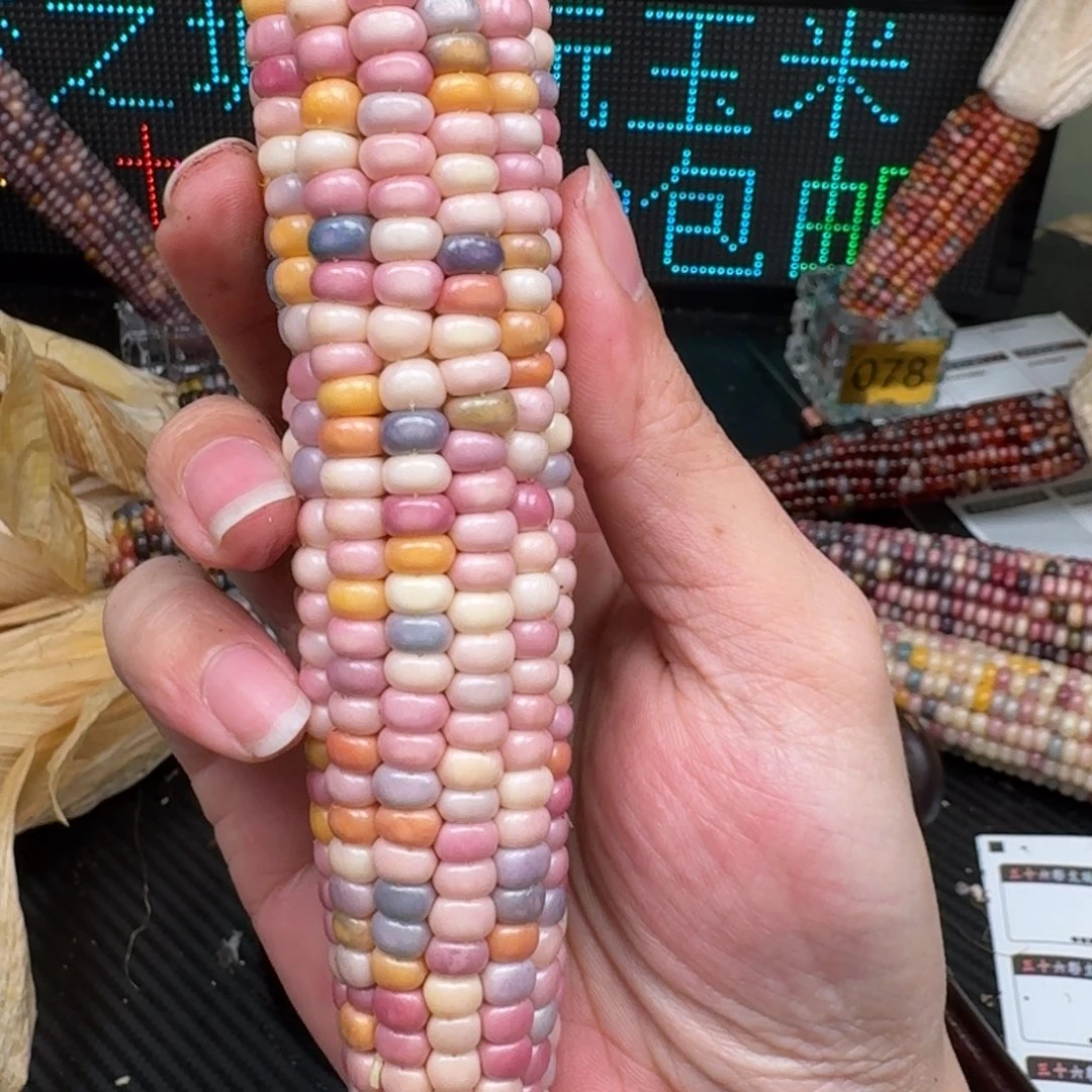 柏香籽/百香籽吊坠辰*辉