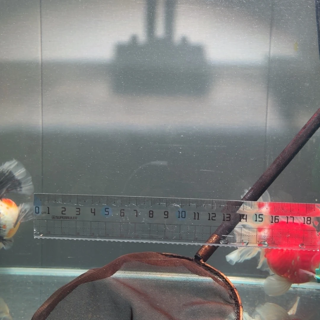 孤***客海水鱼金鱼呀宝儿们快