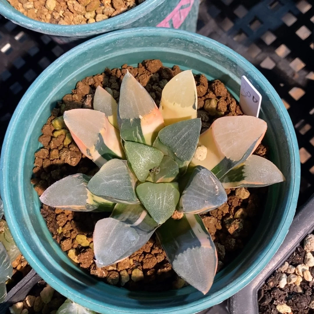 一颗实生大克锦