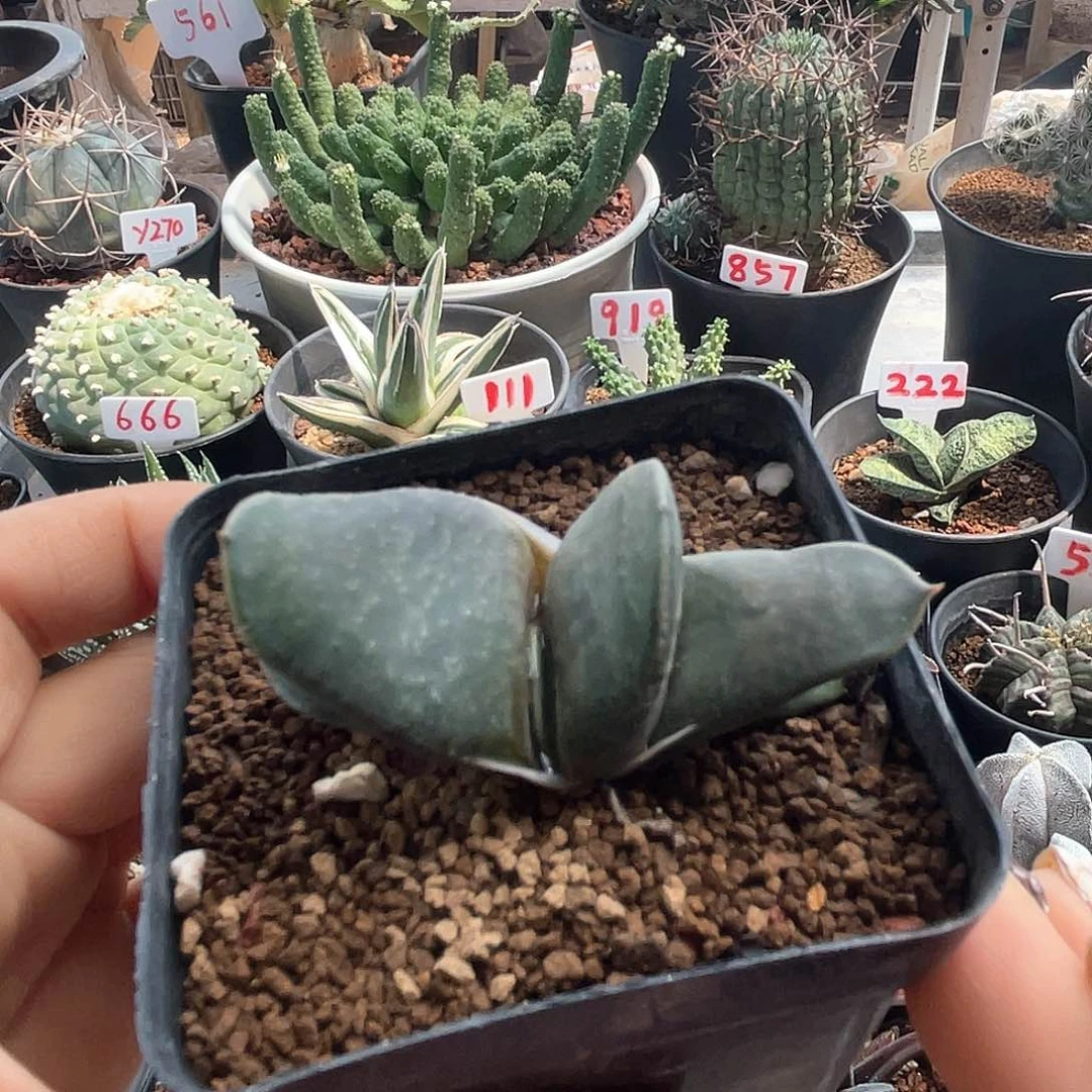 实生好卧牛仙人球多肉