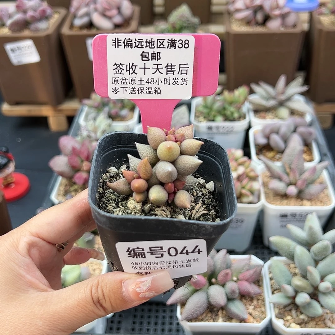 ｀****?044小辣椒多肉植物