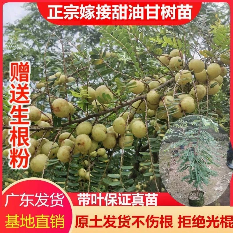 正宗嫁接大果甜油甘甜种油甘果苗牛甘果苗南方种植果树苗两季结果