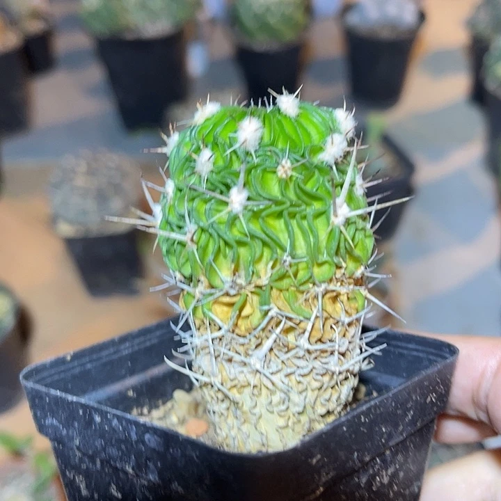 无花朵实生多棱玉一物一拍