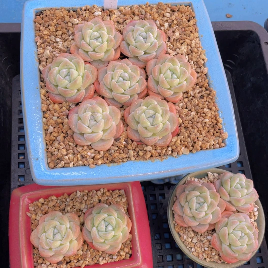 量拍50号奶油胖冰玉单头七个z带小白方