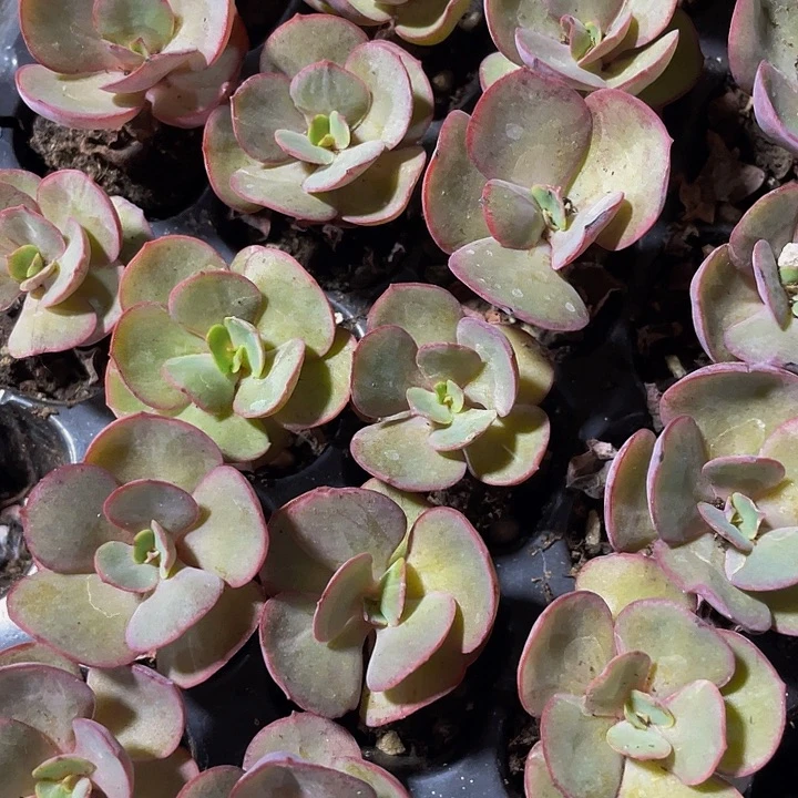 小秀妍1元带土发