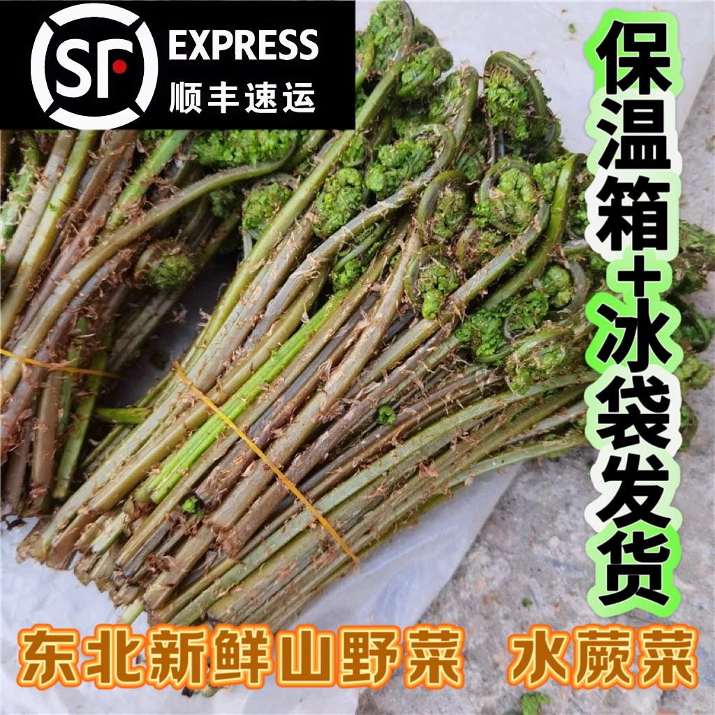 东北野生现采水蕨菜 4斤顺丰包邮