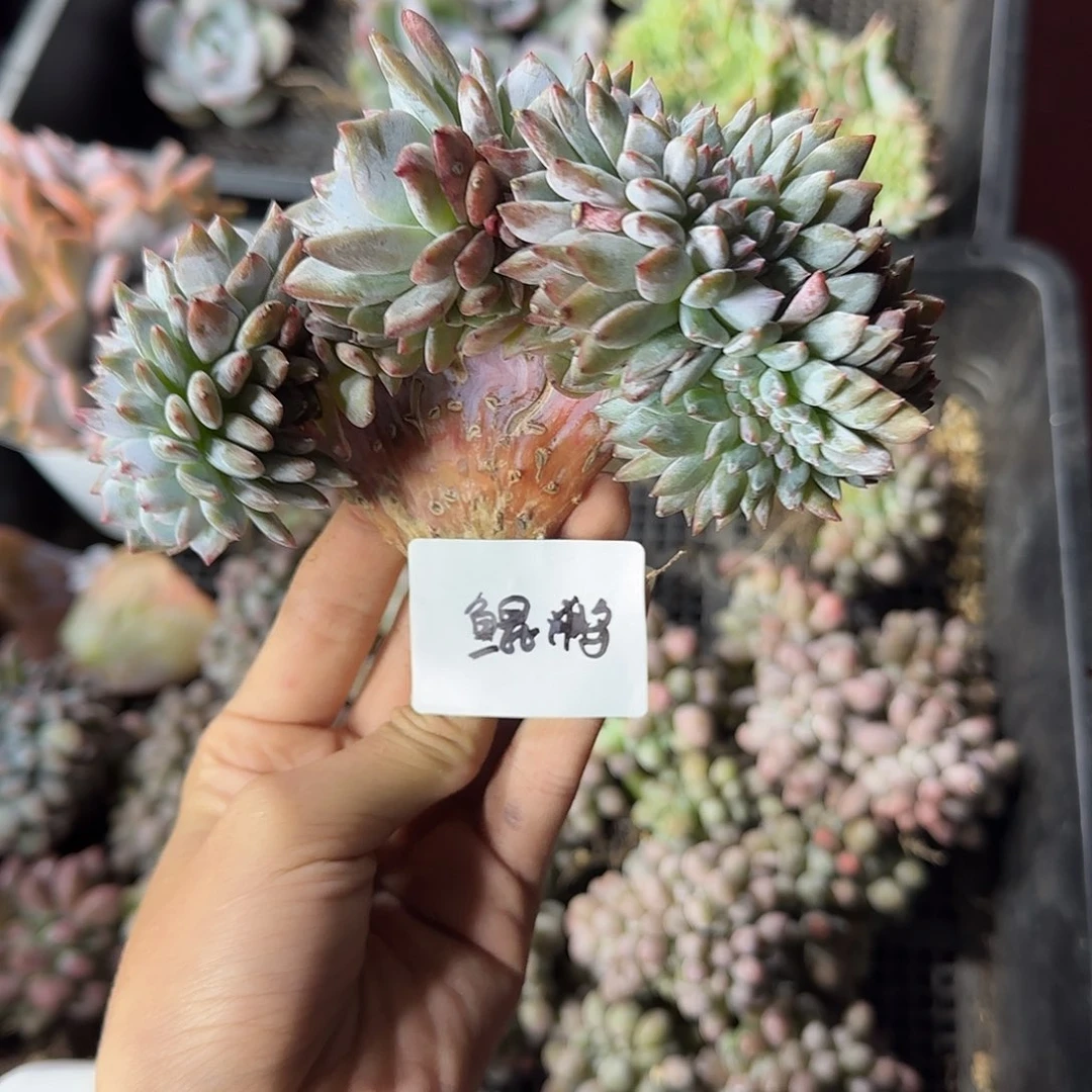 鲲***鹏星影缀化一物一拍