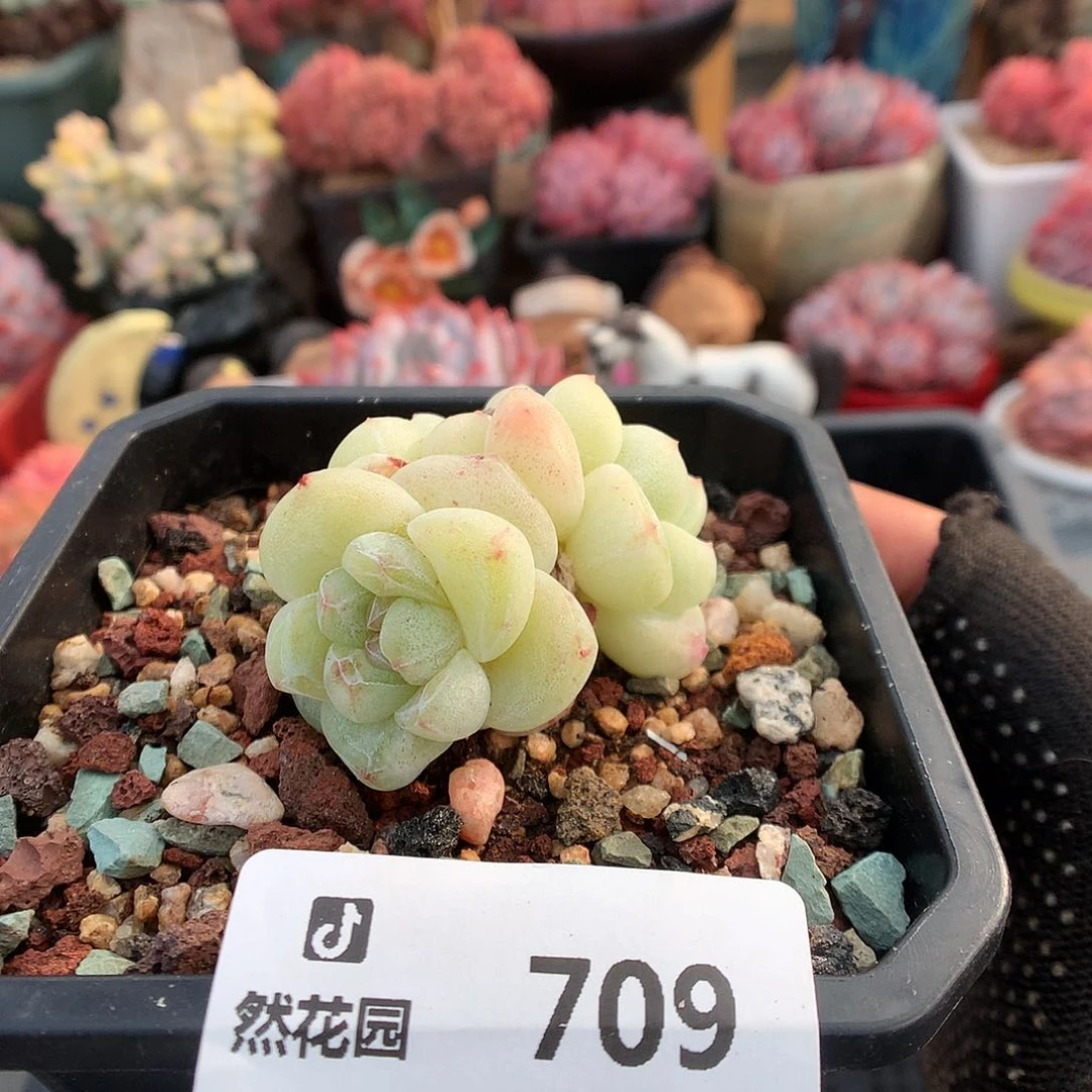 709冰玉多肉植物6666