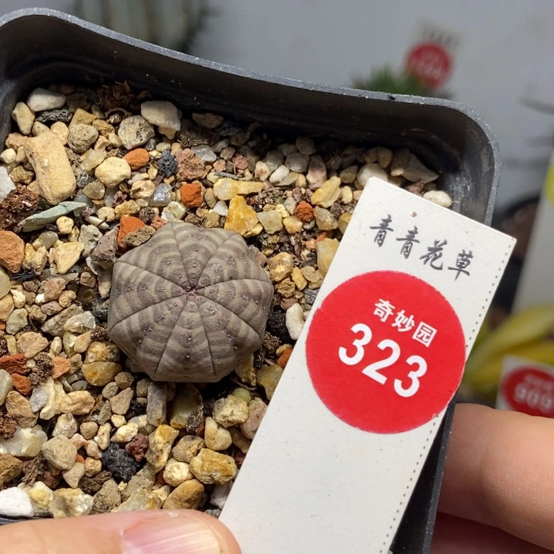 实生白肌神玉布纹球2.3cm