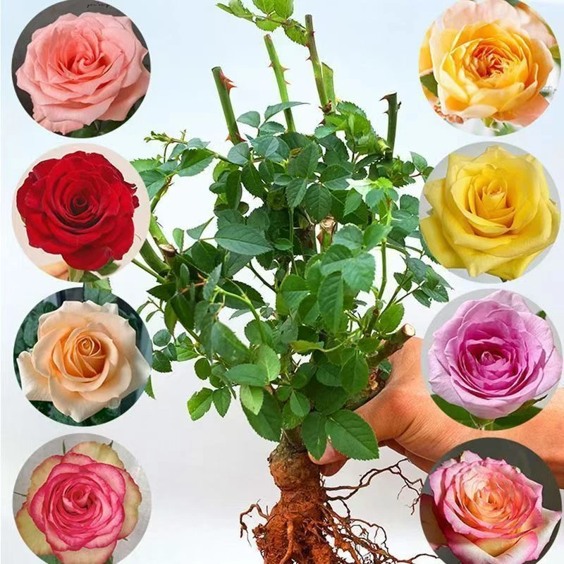 【月季大苗】四季开花大花浓香室内外好养花卉盆栽