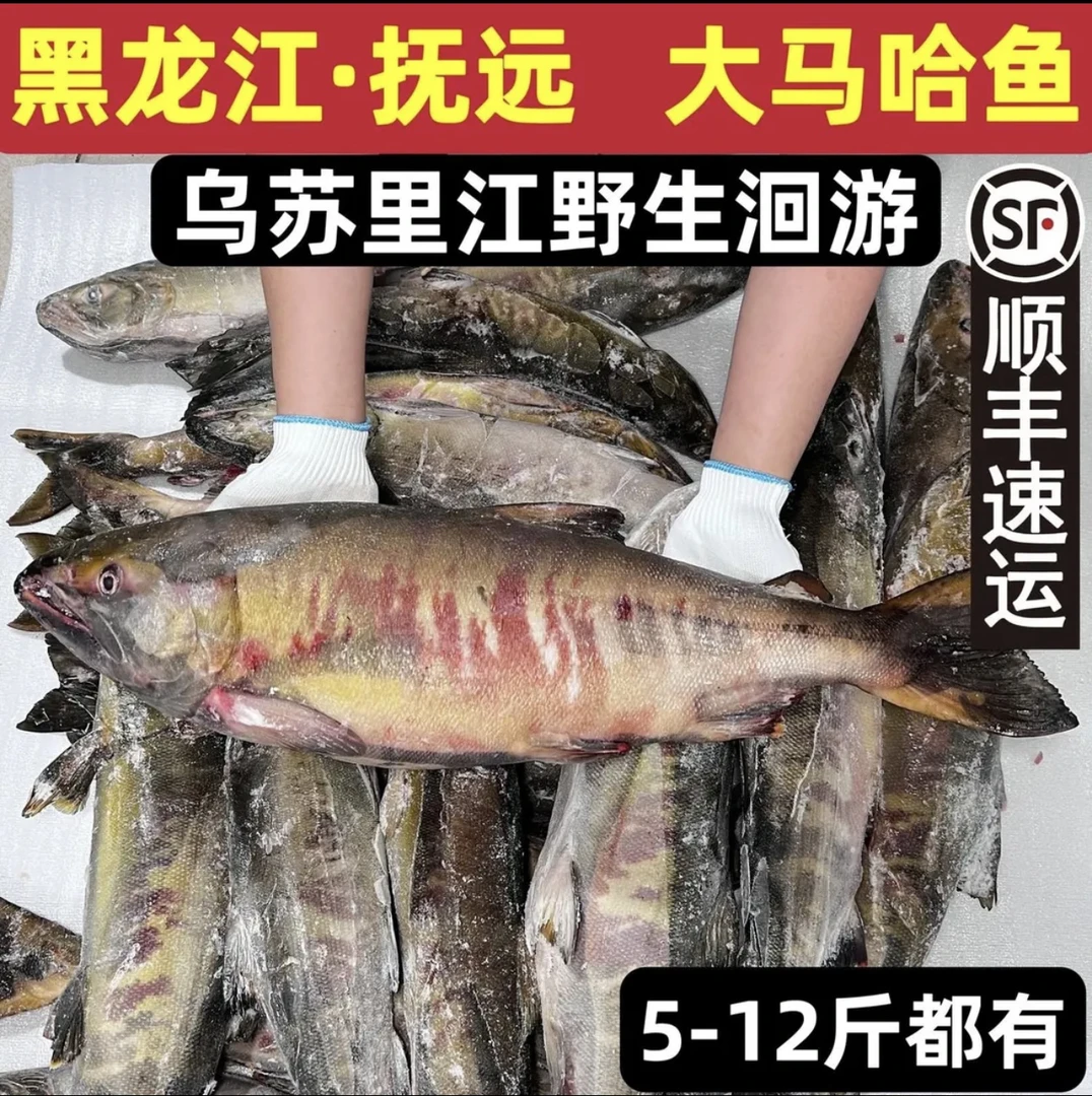 乌苏里江-大马哈鱼新鲜洄游整条黑龙江抚远县东北特产顺丰包邮