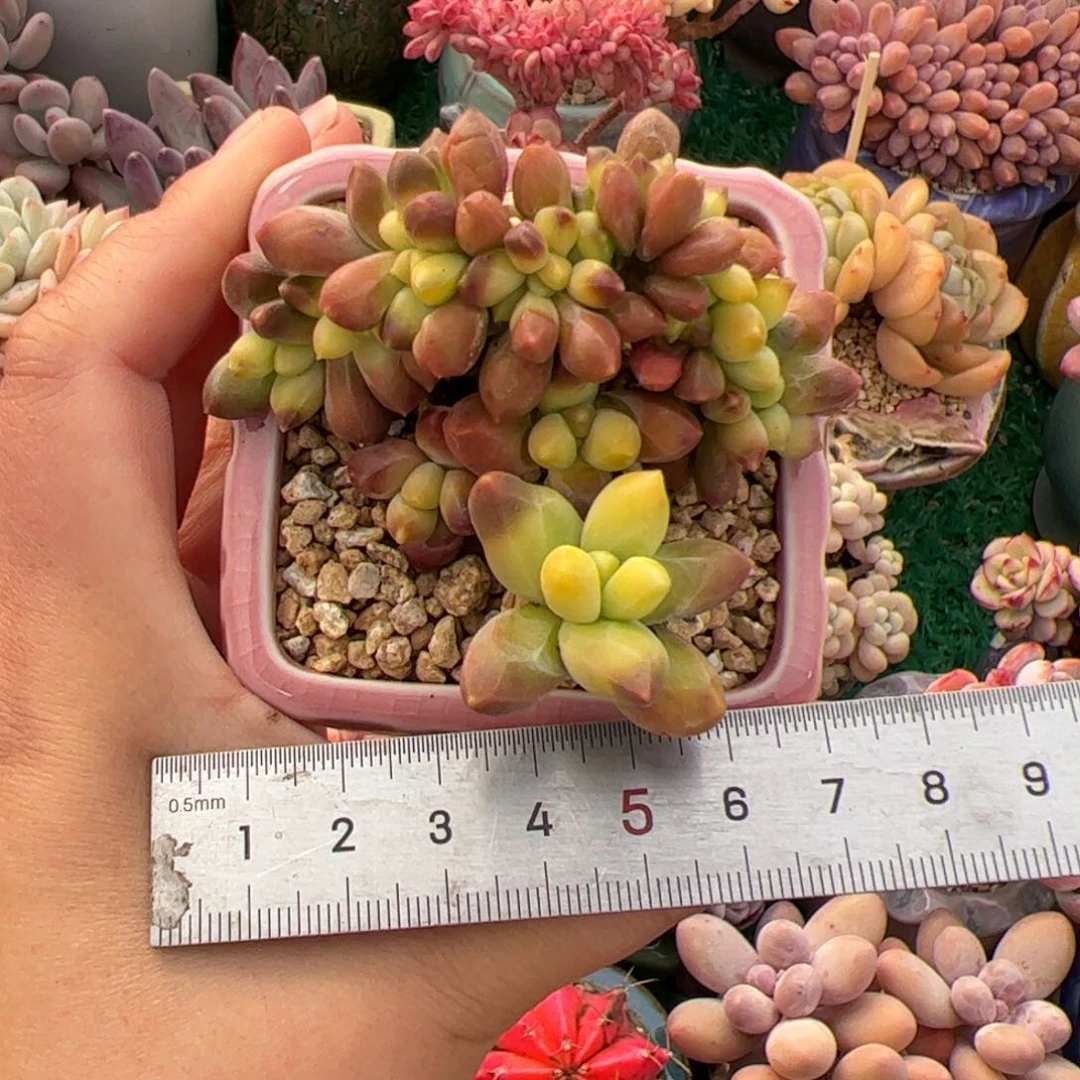 阿*589 多肉植物组合盆栽