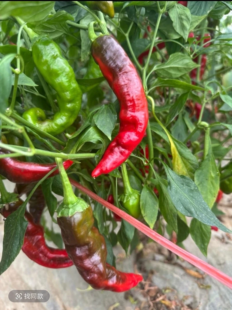 湖南益阳新鲜农家自种紫红辣椒，露天种植正宗的农家菜，现摘现发