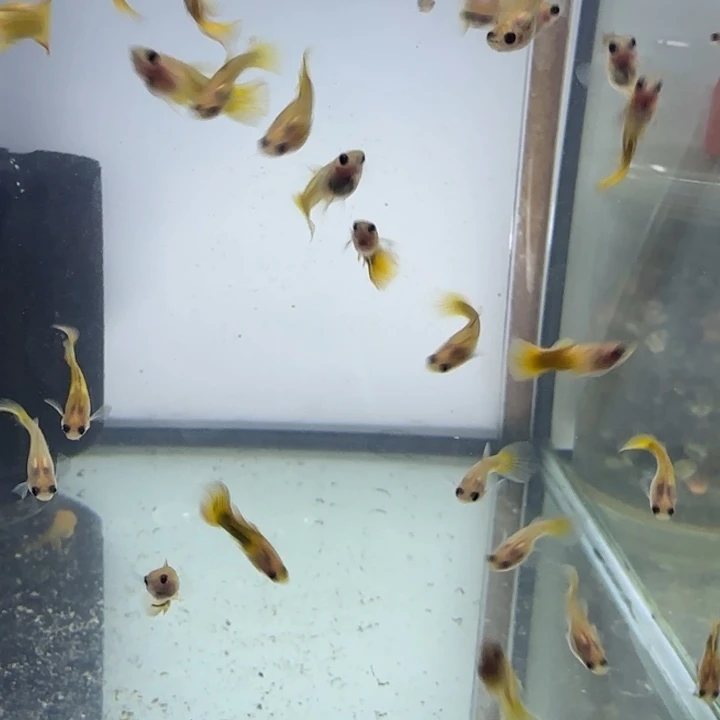 孔雀鱼黄金玻璃猫带黑腰三对