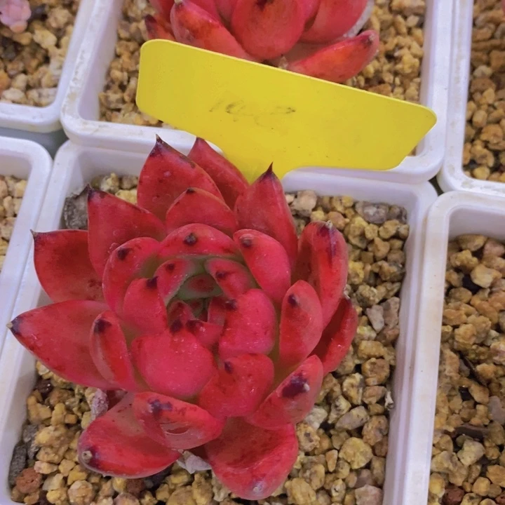 开心多肉植物多肉