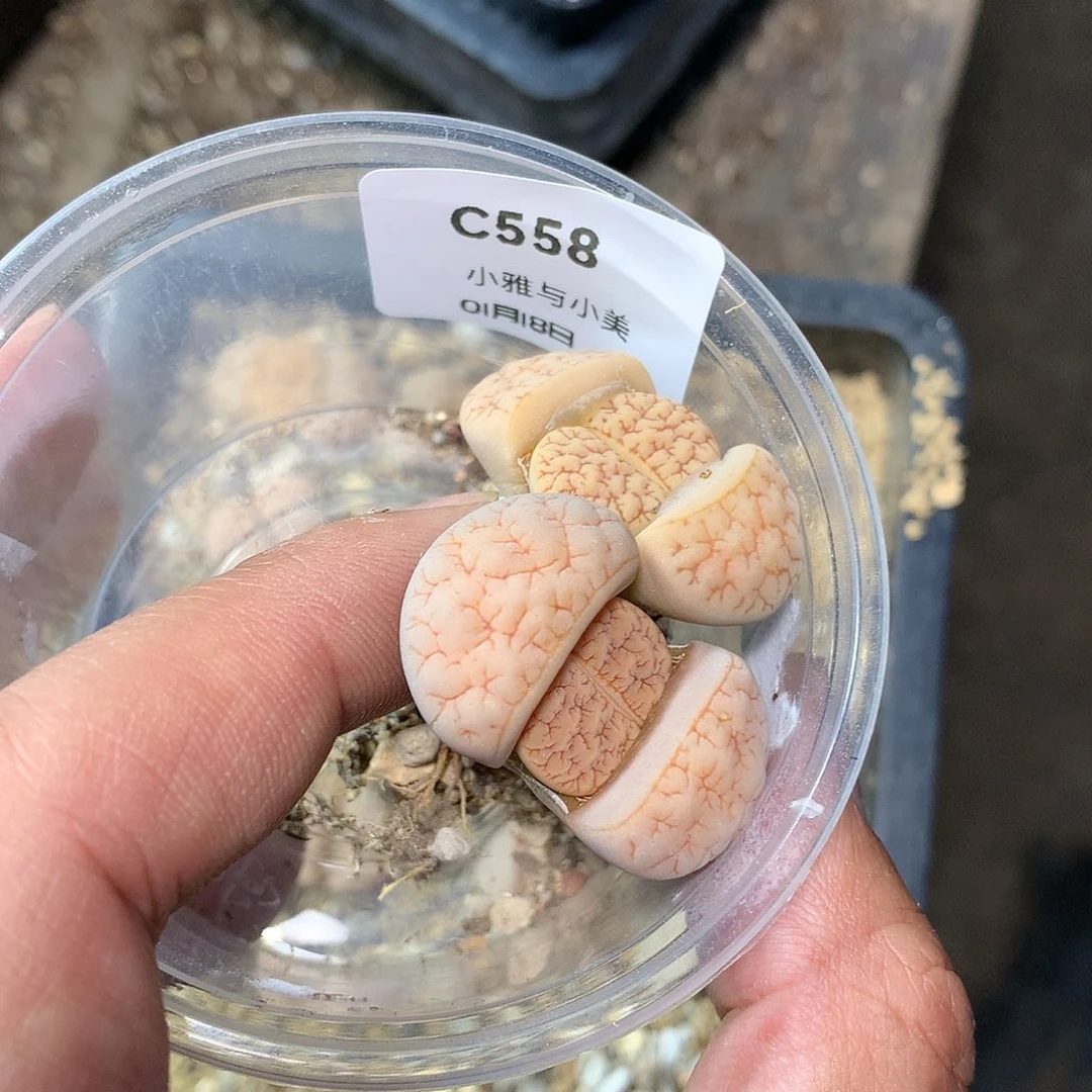 宇**-C558多肉植物保护