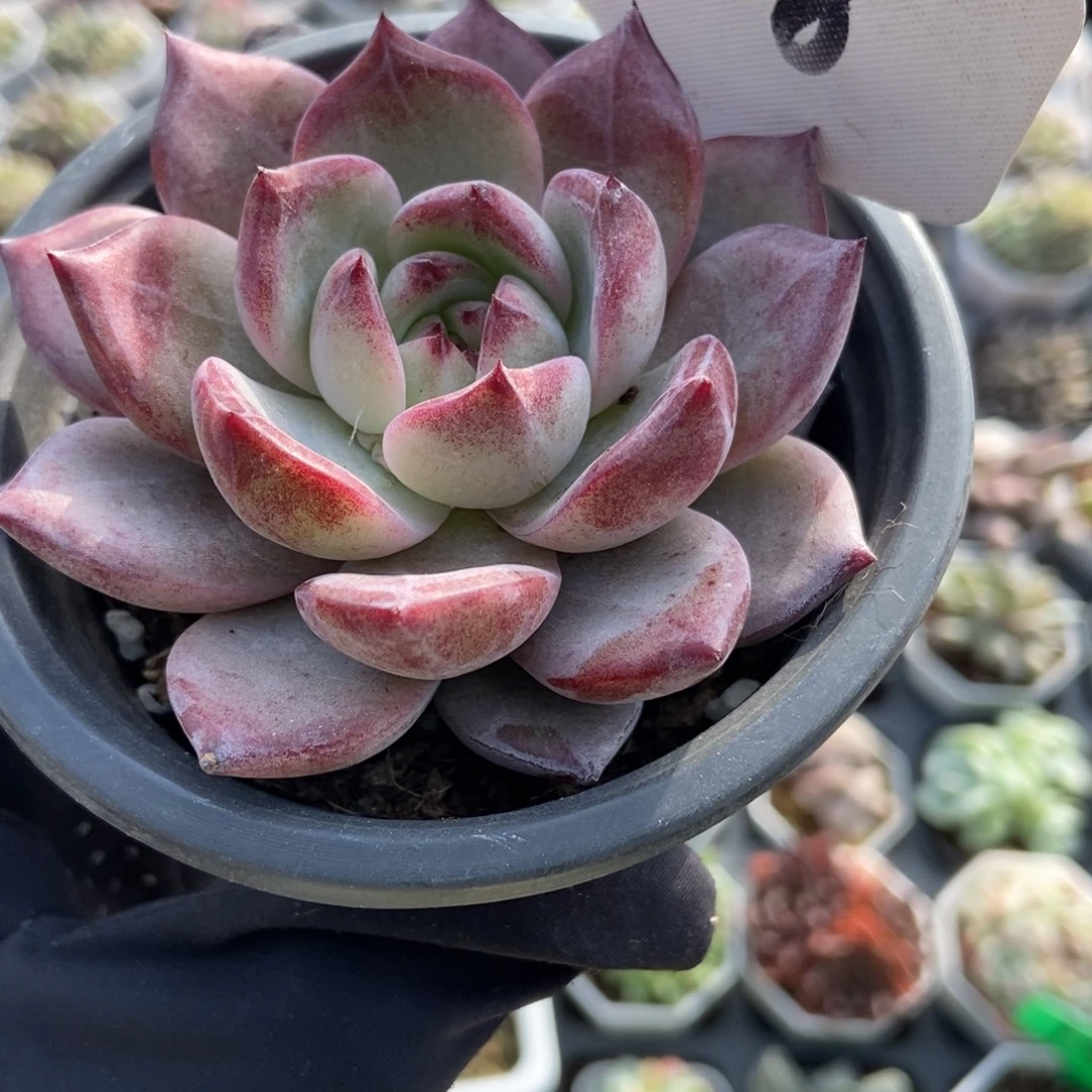 1308夜魔侠多肉植物