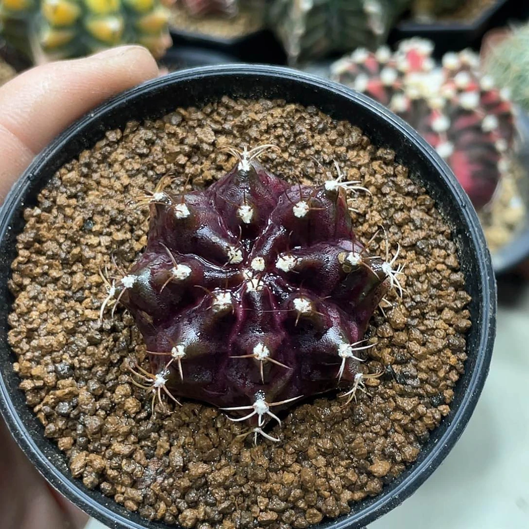 黑牡丹，黑寡妇实生后代，瑕疵价