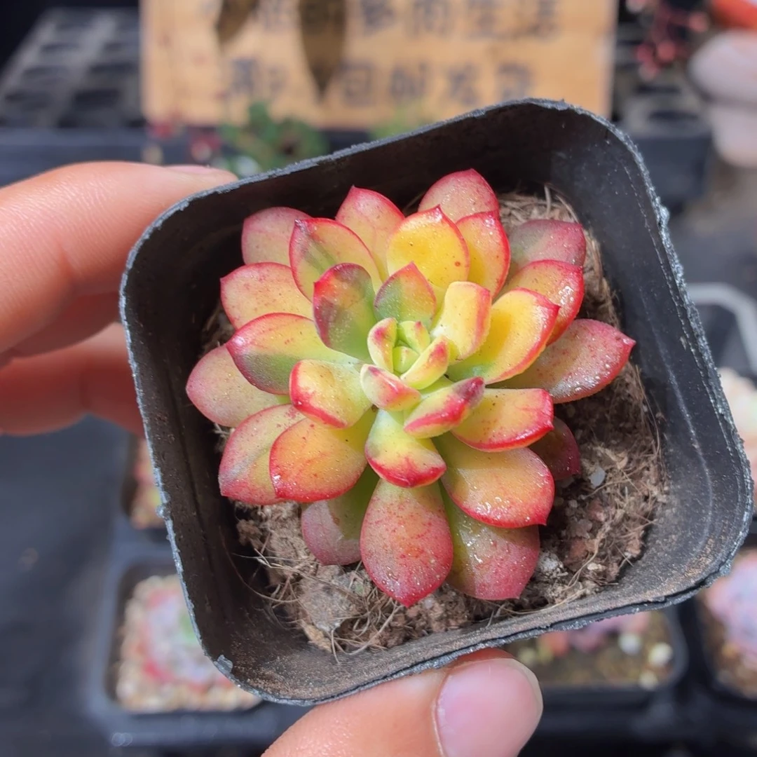 叮当锦多肉9.9包邮发货