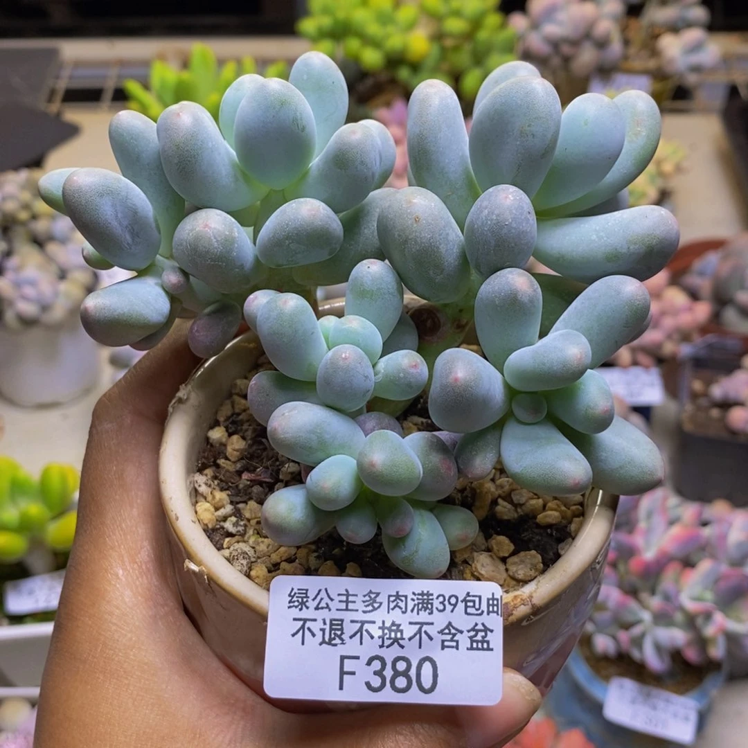 380米可奶多肉有断枝特价