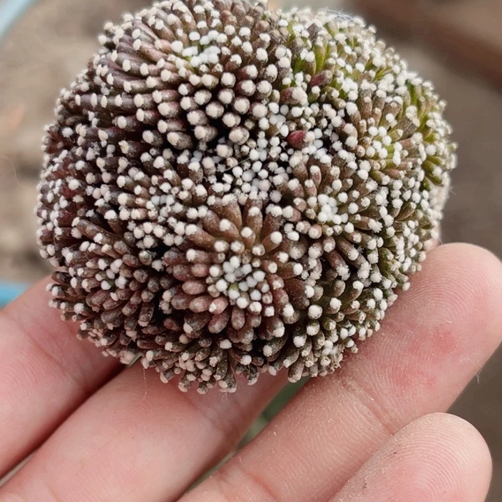 松针牡丹三角嫁接