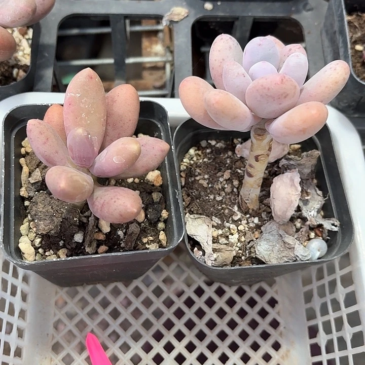 崇*?dv x z c b c c f 049