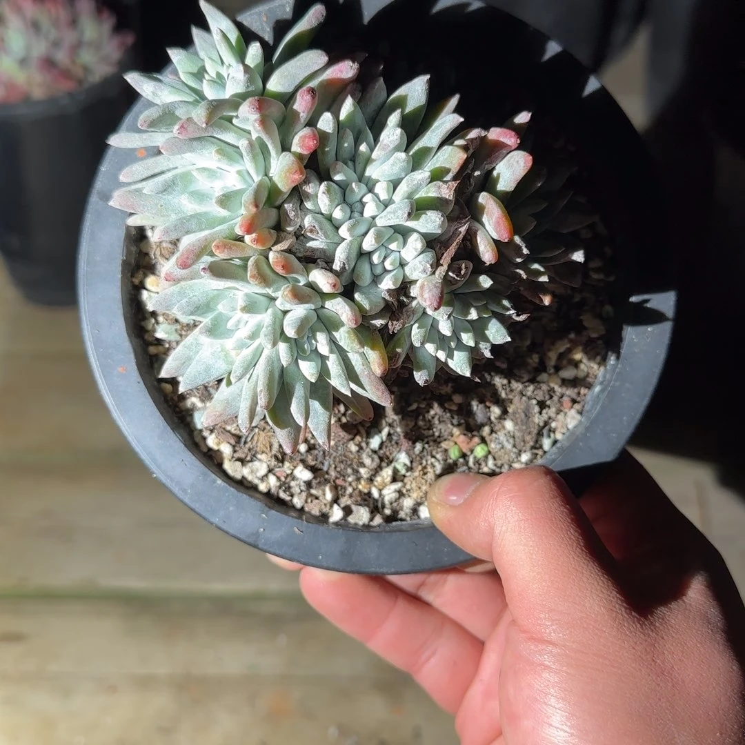 吃***子20250204多肉橘子073