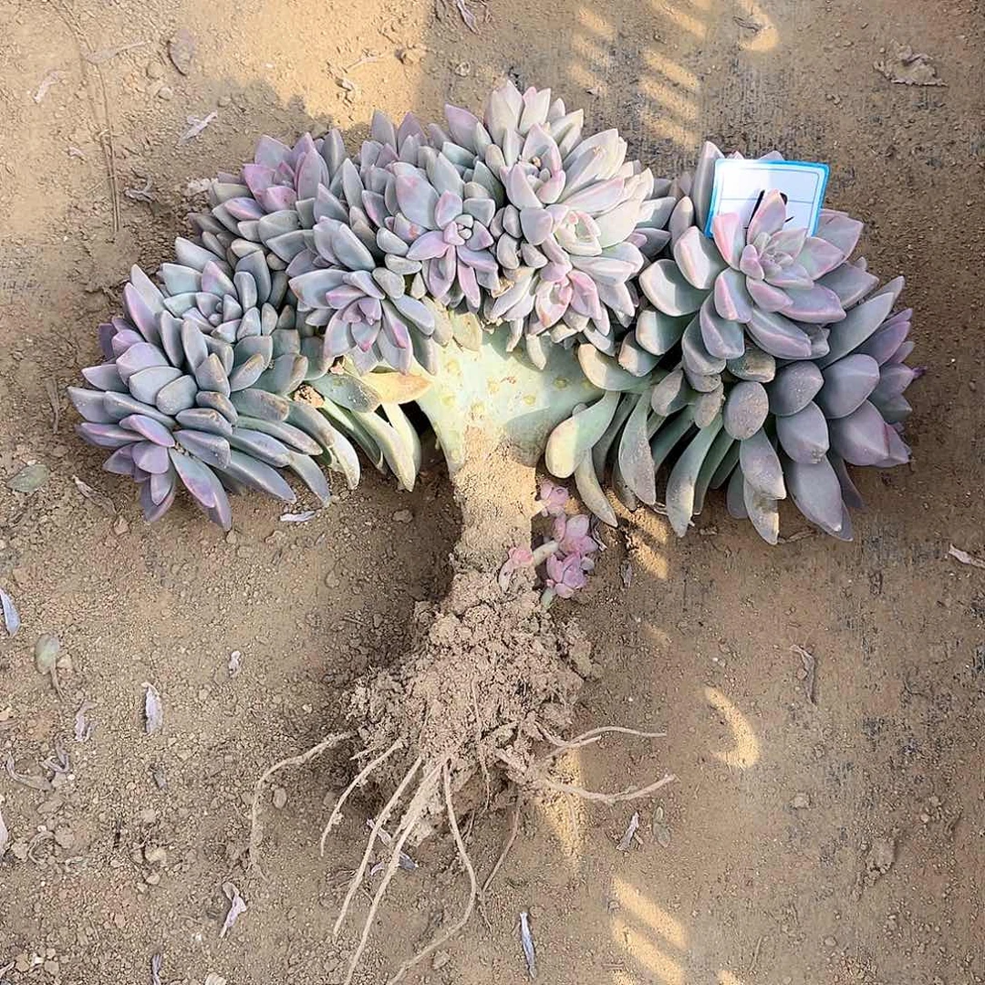 112号淡雪缀化一物一拍