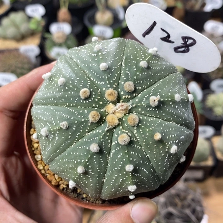 似**年专拍128号实生星兜