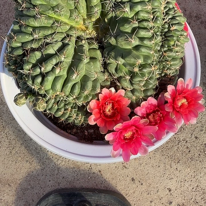 68一物一拍绯花玉