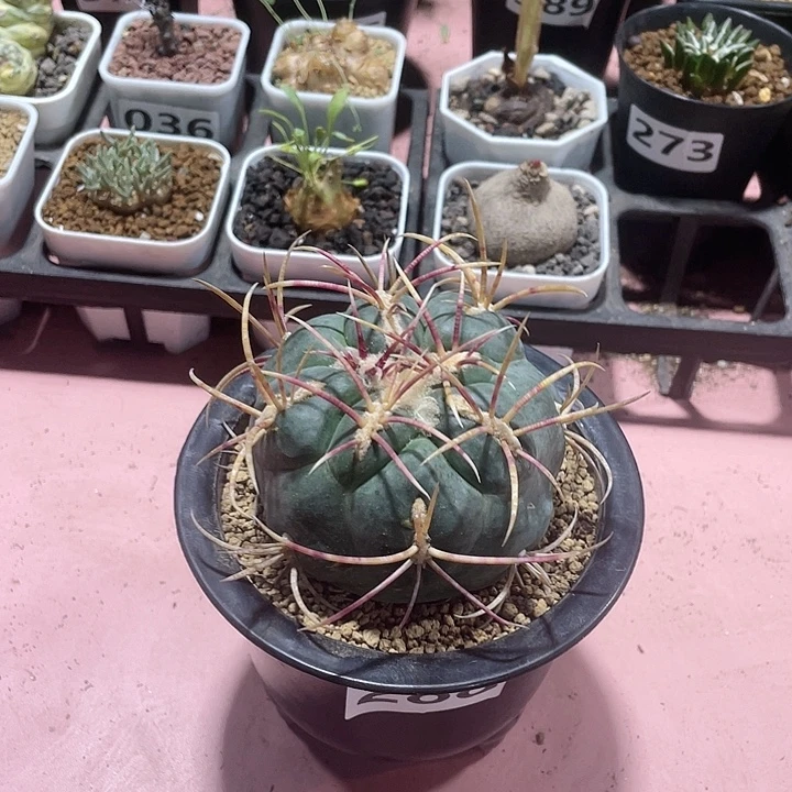 288大高木绯冠龙块根