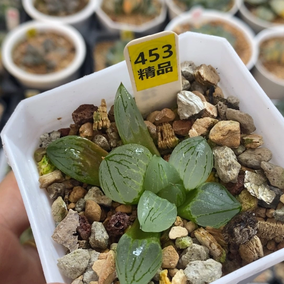 不开花植物453虞美人