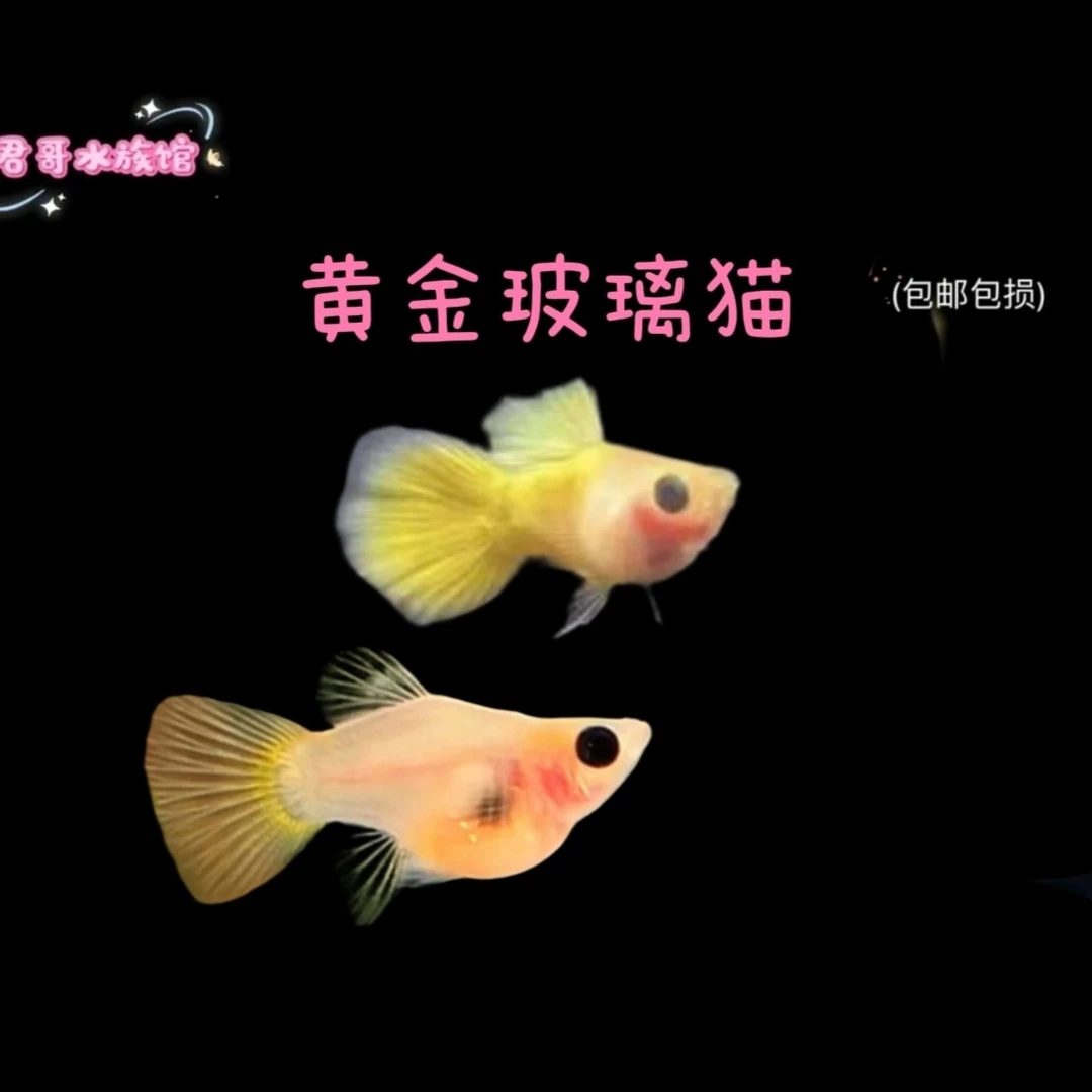 黄金玻璃猫孔雀观赏鱼、大气可爱、新奇宠物、宠物活体.