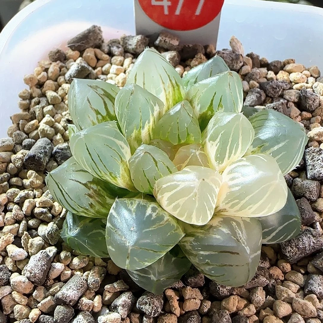 477号OM玉露锦一物一拍带盆土