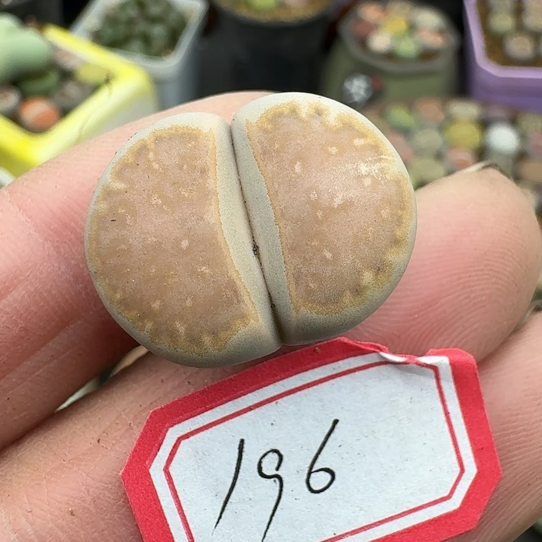 196多肉哈哈哈哈哈哈哈