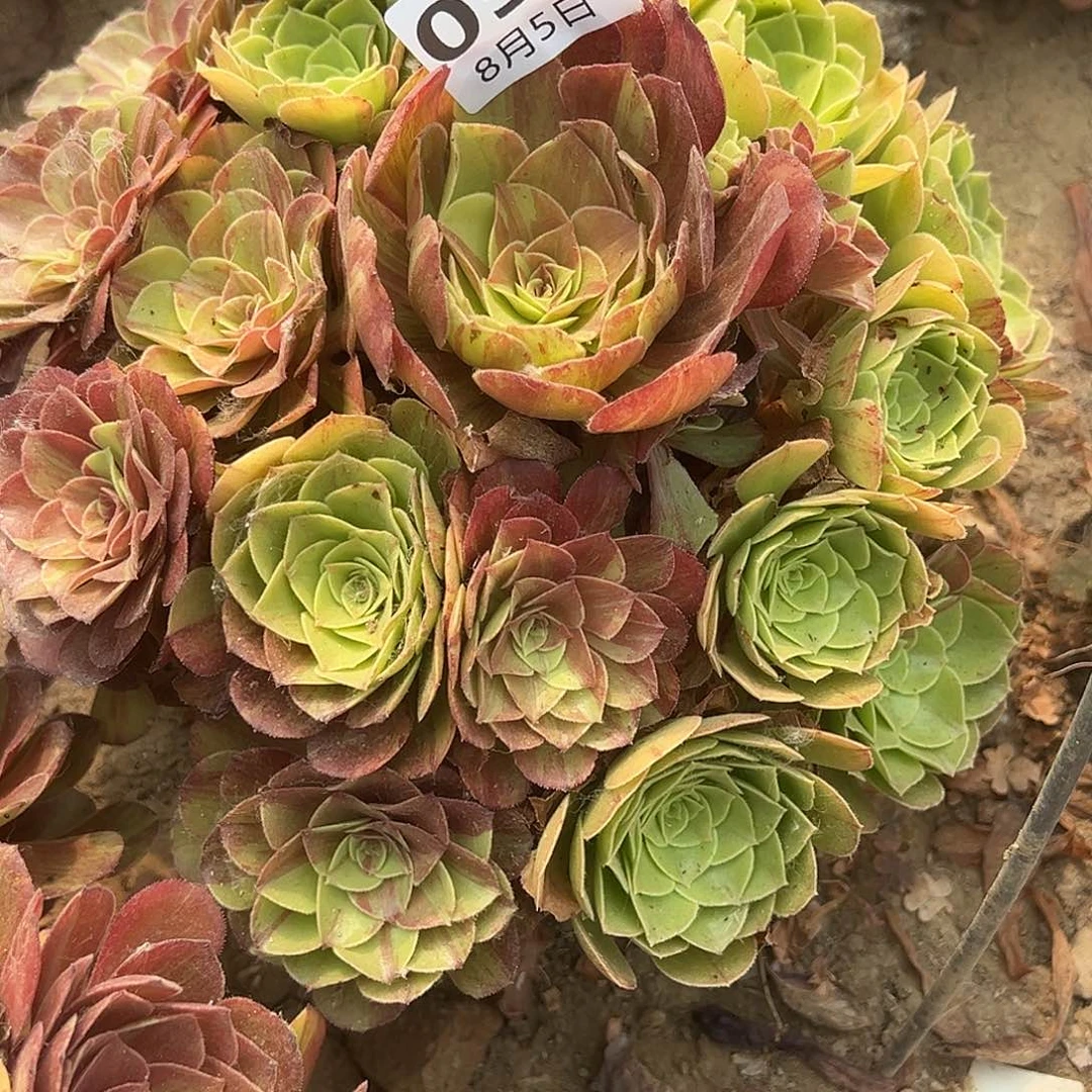 8.5-54花月夜多肉植物3