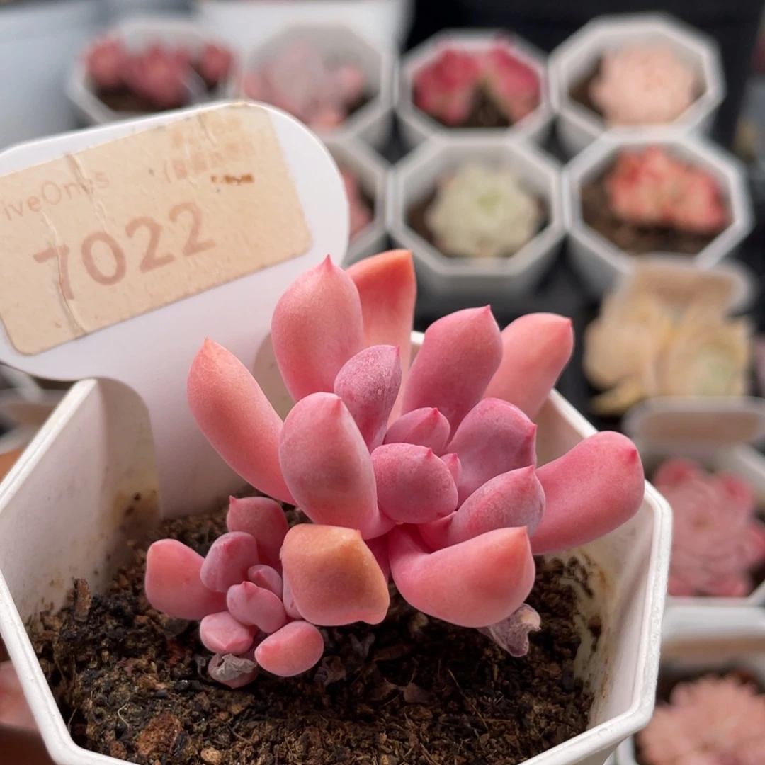 丘比特7022-5.5厘米