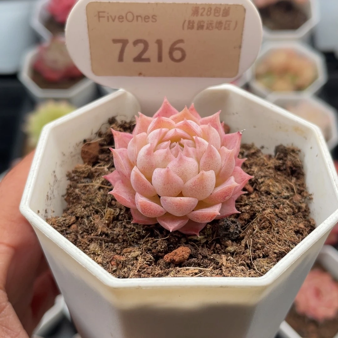 珠砂志7216-3.0厘米