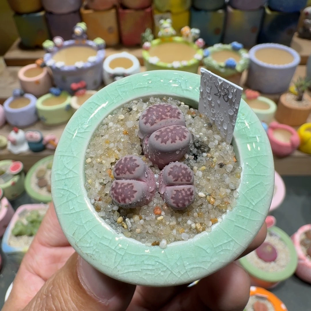 蘑菇1480紫李多肉植物