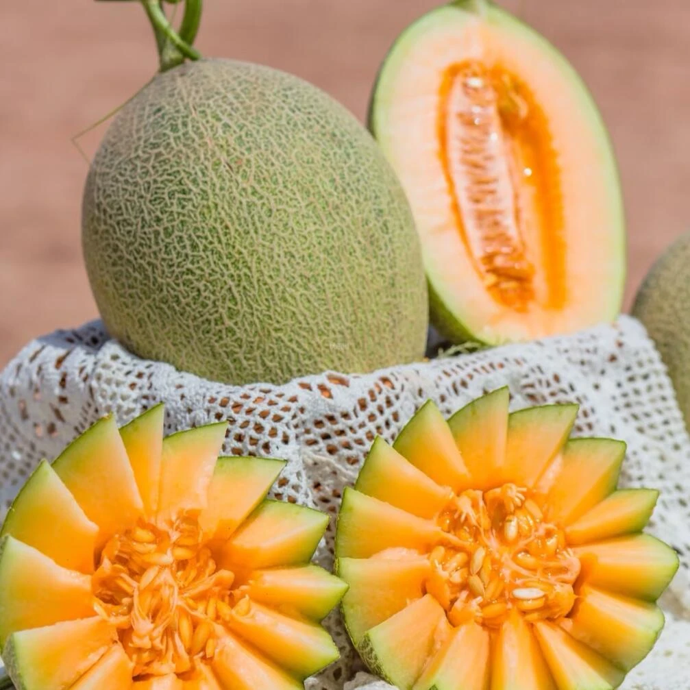新疆黄金哈密瓜【9.9/个】3.5斤左右