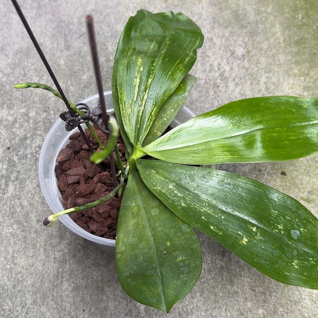 小***树当前无花栽培后可以开花叶瑕少根不售后
