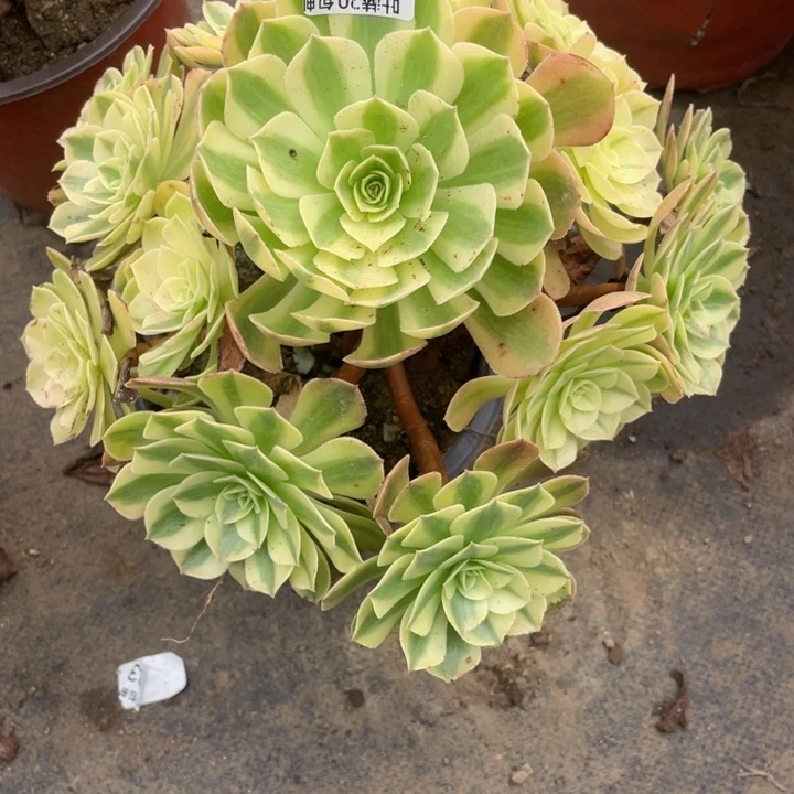 东***）162雨荷多肉123446788