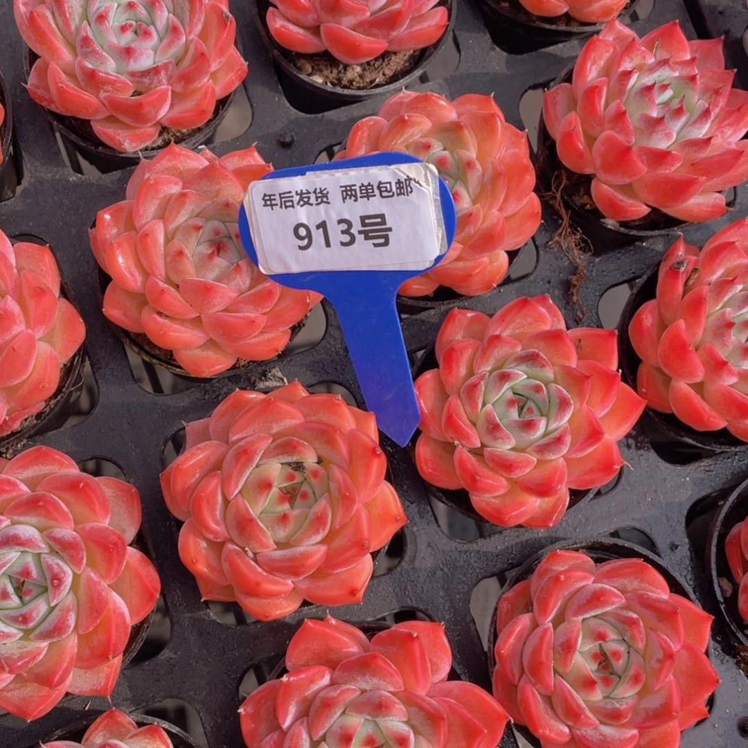 913号全状态粉体桔桔橙单头一个