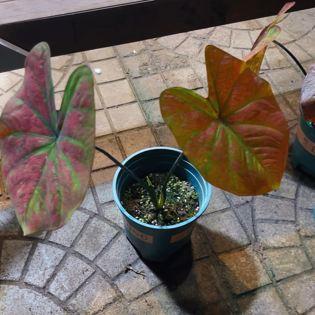 完全开放Y*p196泰彩