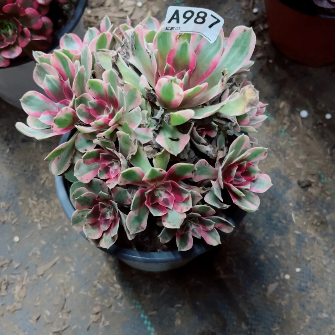 987男神多肉植物法师