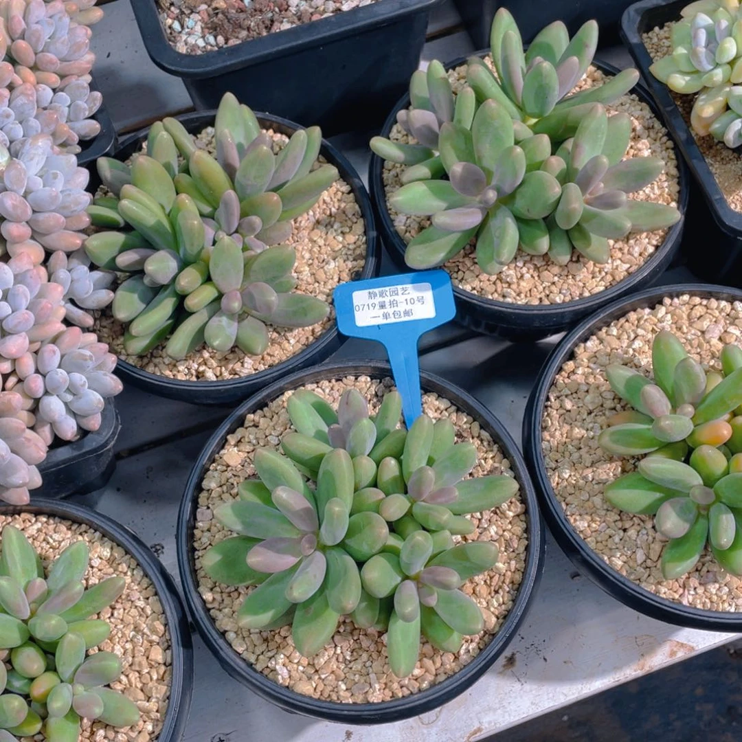 0718-10-糖果美人大群生一颗