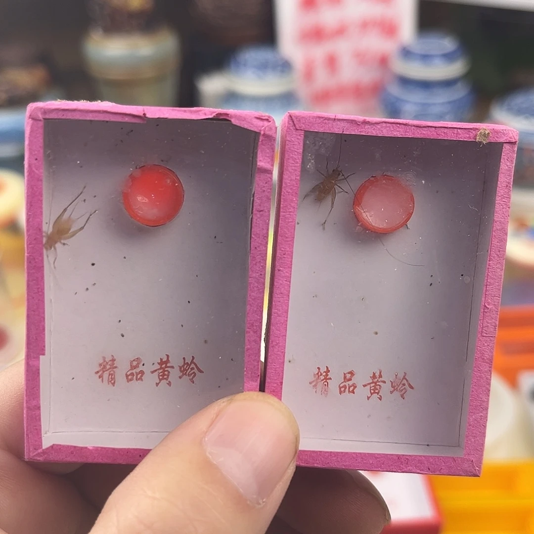 两条断须中黄蛉拍拍拍